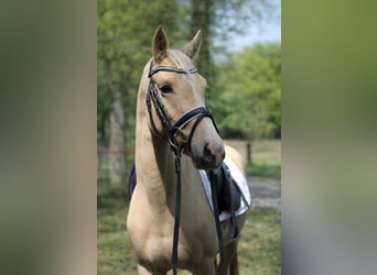 Klein Duits rijpaard, Hengst, 4 Jaar, 147 cm, Palomino