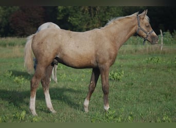 Klein Duits rijpaard, Hengst, , 150 cm, Palomino