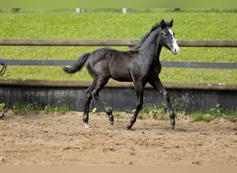 Kleines Deutsches Reitpferd Mix, Hengst, Fohlen (03/2024), 160 cm, Blauschimmel