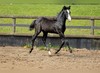 Kleines Deutsches Reitpferd Mix, Hengst, Fohlen (03/2024), 160 cm, Blauschimmel