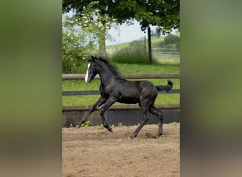 Klein Duits rijpaard Mix, Hengst, veulen (03/2024), 160 cm, Blauwschimmel