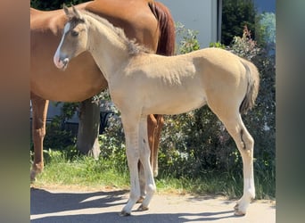 Klein Duits rijpaard, Hengst, Veulen (05/2026), Buckskin