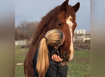 Klein Duits rijpaard, Merrie, 12 Jaar, 155 cm, Vos