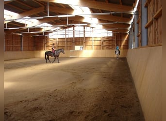Klein Duits rijpaard, Merrie, 13 Jaar