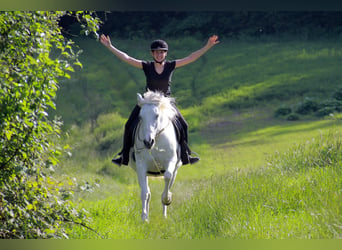 Klein Duits rijpaard Mix, Merrie, 15 Jaar, 152 cm, Schimmel