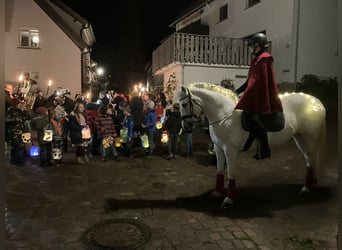 Klein Duits rijpaard Mix, Merrie, 15 Jaar, 152 cm, Schimmel