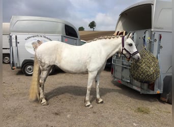 Klein Duits rijpaard Mix, Merrie, 15 Jaar, 152 cm, Schimmel