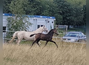 Klein Duits rijpaard, Merrie, 1 Jaar, 136 cm, Buckskin