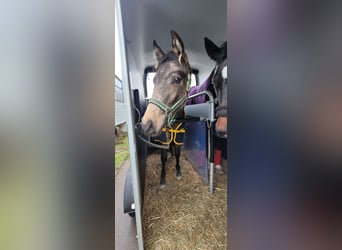 Klein Duits rijpaard, Merrie, 1 Jaar, 136 cm, Buckskin