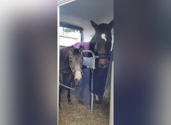Klein Duits rijpaard, Merrie, 1 Jaar, 136 cm, Buckskin