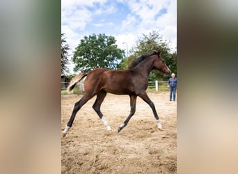 Klein Duits rijpaard, Merrie, 1 Jaar, Donkerbruin
