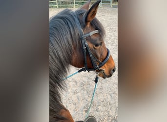 Klein Duits rijpaard, Merrie, 25 Jaar, 153 cm, Bruin