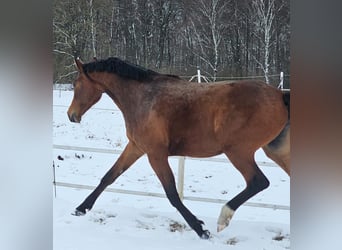 Klein Duits rijpaard, Merrie, 2 Jaar, Bruin