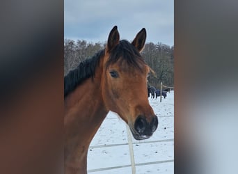 Klein Duits rijpaard, Merrie, 2 Jaar, Bruin