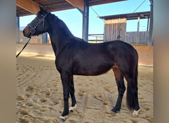 Klein Duits rijpaard, Merrie, 3 Jaar, 155 cm, Bruin