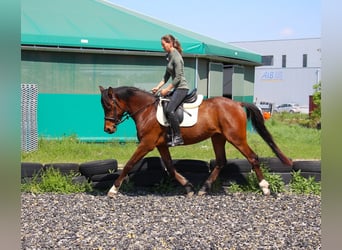 Klein Duits rijpaard Mix, Merrie, 4 Jaar, 152 cm, Bruin