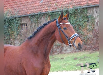 Klein Duits rijpaard, Merrie, 4 Jaar, 153 cm, Bruin