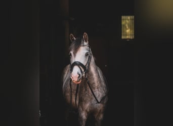 Klein Duits rijpaard, Merrie, 7 Jaar, 140 cm, Schimmel