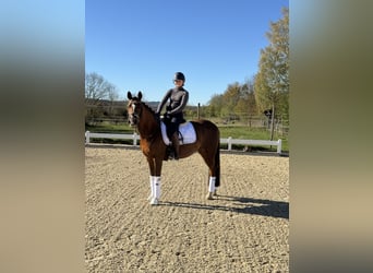 Klein Duits rijpaard, Merrie, 9 Jaar, 155 cm, Vos