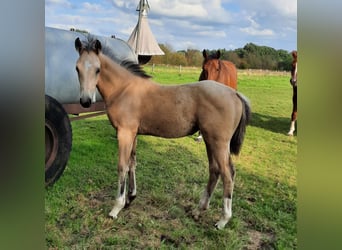 Klein Duits rijpaard, Merrie, veulen (05/2024), 155 cm, Buckskin