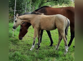 Klein Duits rijpaard, Merrie, veulen (05/2024), 155 cm, Buckskin