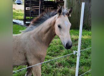 Klein Duits rijpaard, Merrie, veulen (05/2024), 155 cm, Buckskin