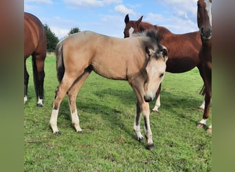 Klein Duits rijpaard, Merrie, veulen (05/2024), 155 cm, Buckskin