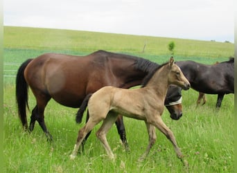 Klein Duits rijpaard, Merrie, veulen (05/2024), 158 cm, Buckskin