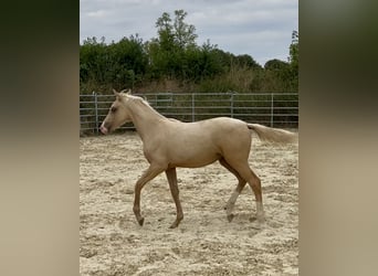 Klein Duits rijpaard, Merrie, Veulen (02/2025), 159 cm, Palomino