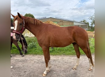 Klein Duits rijpaard, Ruin, 3 Jaar, 154 cm, Vos