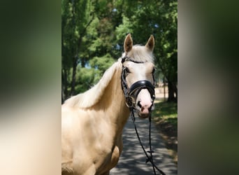Klein Duits rijpaard, Ruin, 4 Jaar, 140 cm, Palomino