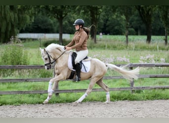 Klein Duits rijpaard, Ruin, 4 Jaar, 140 cm, Palomino
