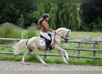 Klein Duits rijpaard, Ruin, 4 Jaar, 140 cm, Palomino