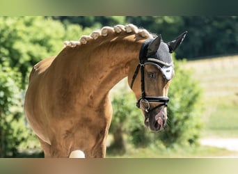 Klein Duits rijpaard, Ruin, 4 Jaar, 155 cm, Palomino