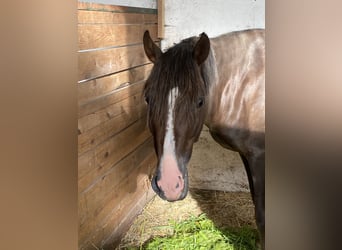 Klein Duits rijpaard, Ruin, 5 Jaar, 150 cm, Donkere-vos