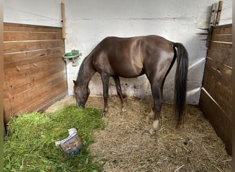 Klein Duits rijpaard, Ruin, 5 Jaar, 150 cm, Donkere-vos