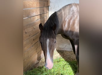 Klein Duits rijpaard, Ruin, 5 Jaar, 150 cm, Donkere-vos
