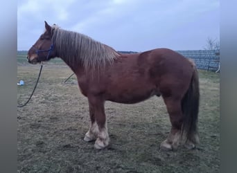 Klein Duits rijpaard, Ruin, 6 Jaar, 165 cm, Bruin