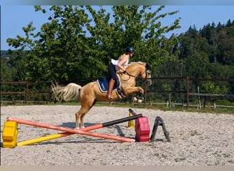 Klein Duits rijpaard, Ruin, 7 Jaar, 154 cm, Palomino