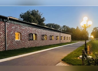 Anreiten & Beritt für Dressurpferde / FN Bereiterin