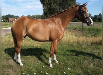 Beritt, Ausbildung und Vermarktung von Dressurpferden / Ponys