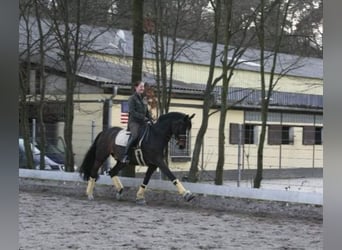 Beritt, Ausbildung und Vermarktung von Dressurpferden / Ponys