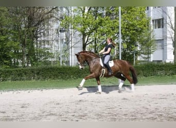 Beritt, Ausbildung und Vermarktung von Dressurpferden / Ponys