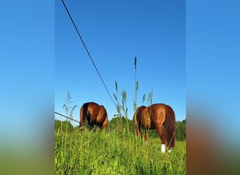 Beritt im Süden von Hamburg/Seevetal