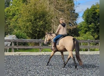 Beritt / Intensivtraining für Freizeitpferde