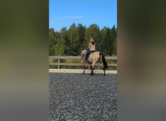 Beritt / Intensivtraining für Freizeitpferde