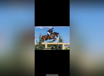 Beritt / Turniervorstellung / Vermittlung / Verkauf