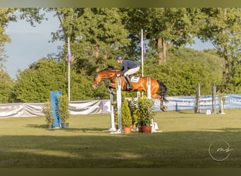 Beritt / Turniervorstellung / Vermittlung / Verkauf