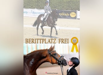 ‼️ BERITTPLATZ FREI ‼️