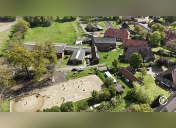 Berittplatz o. Rehaplatz frei (ab Sept) mit besten Haltungsbedingungen - individuell und pro Pferd